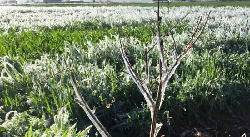 Şanlıurfa’da ekinler dondu
