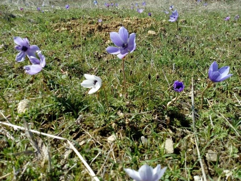 Dün karın yağdığı Kulp’ta dağ laleleri çiçek açtı
