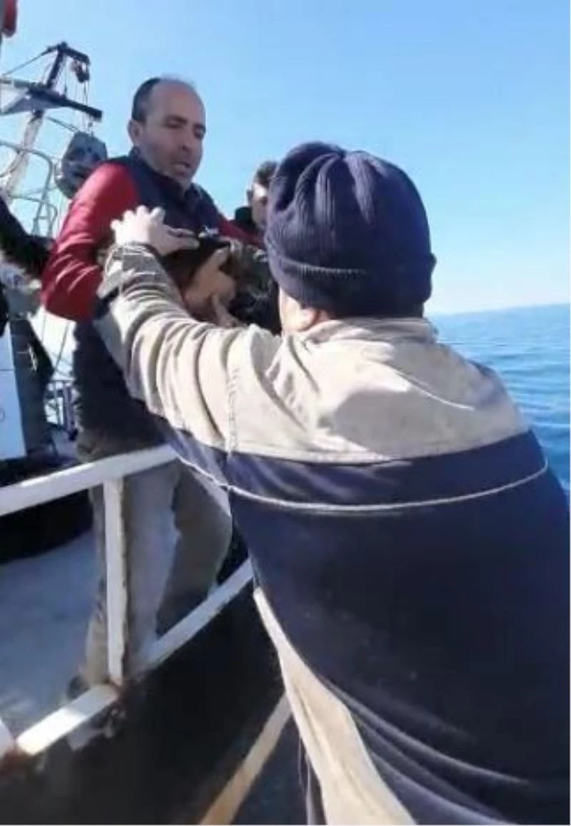 Kaybolup tekneyle kıta değiştiren inatçı kedi bulundu
