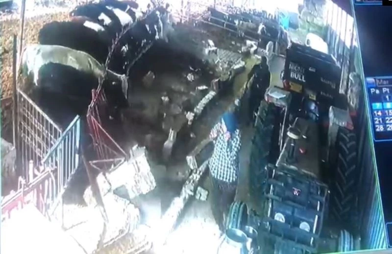 Isparta’da şap aşısı sırasında hayvanlar ahırın demirlerini söktü
