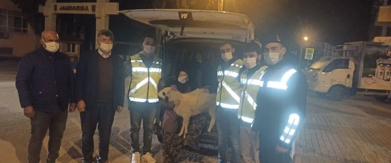 Evin önünden çalınan kuzu bulunup sahibine teslim edildi
