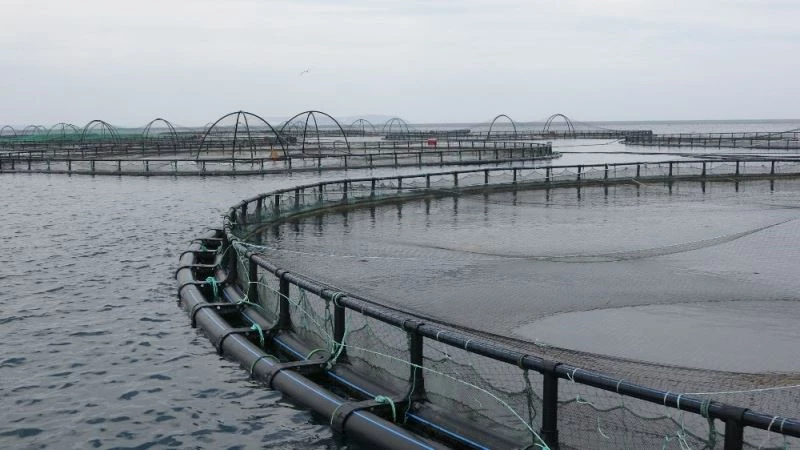 Japonlar ve Ruslar Türk somonunu sevdi
