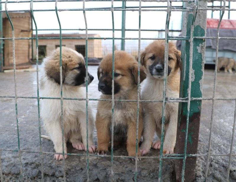 Kısıtlamayı aşmak için hayvan sahiplendiler
