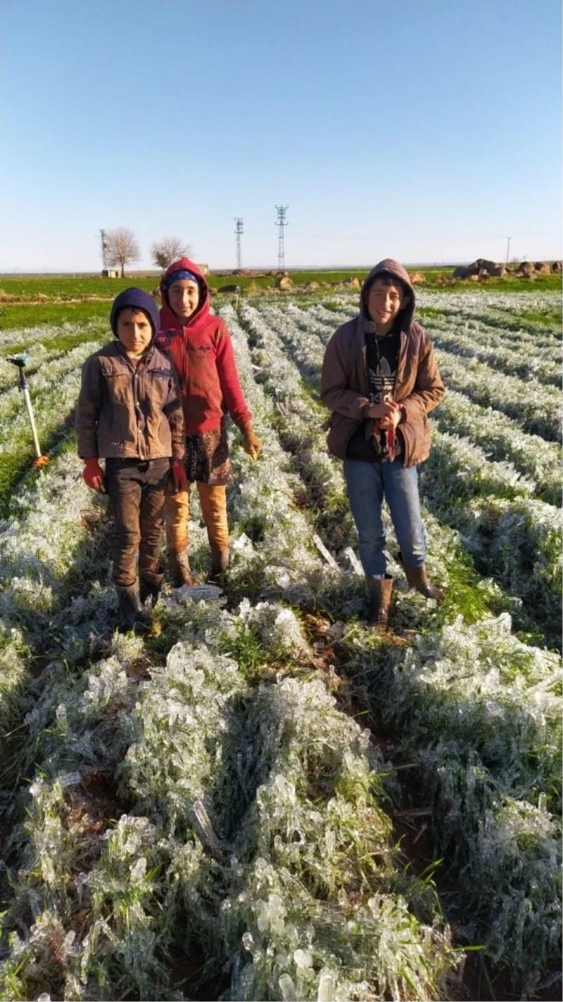 Siverek’te ekinler buz tuttu
