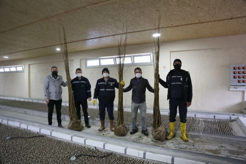 İzmit’te ipek böcekçiliği canlandırılacak
