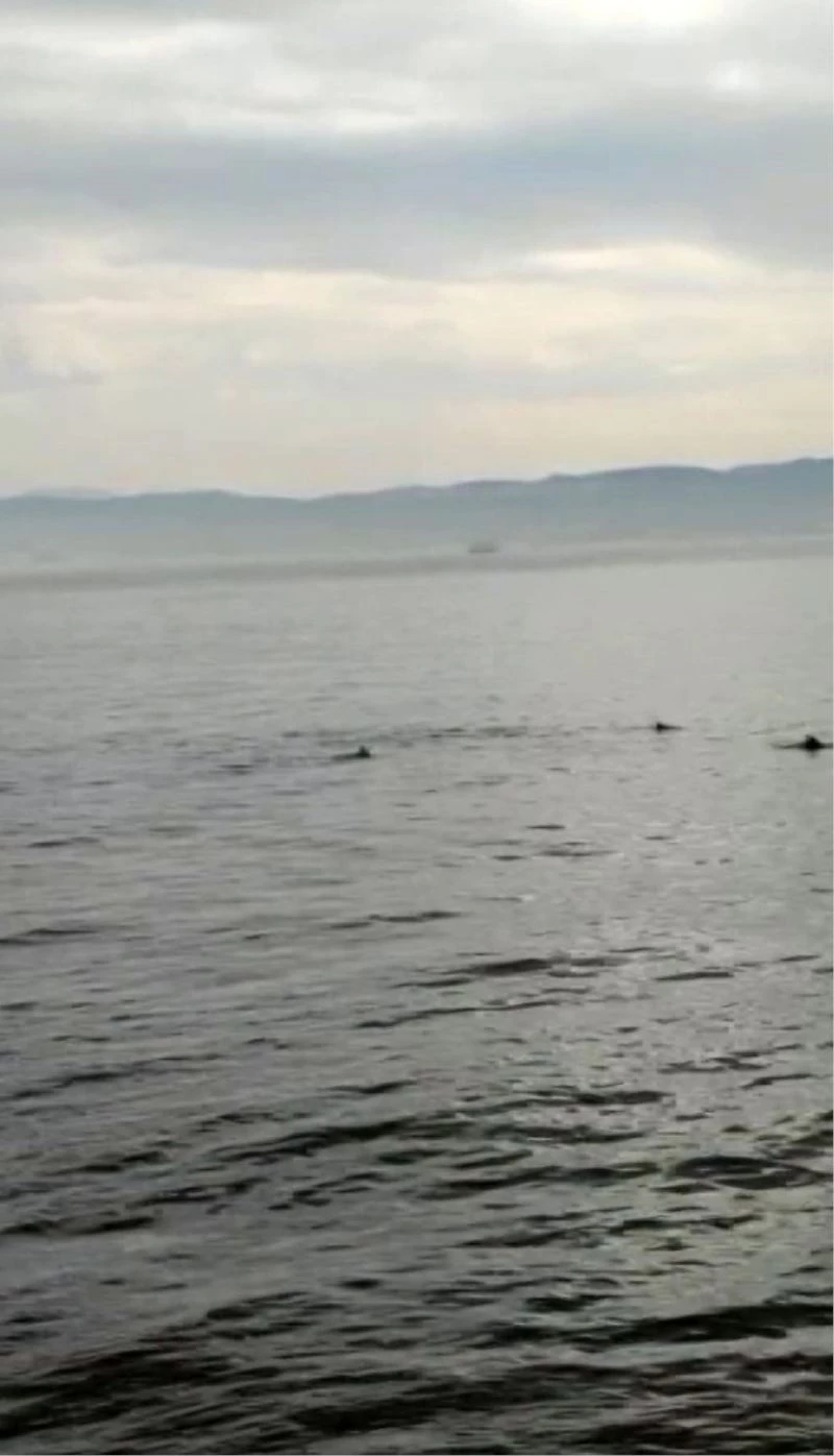 Yunusların denizdeki dansı
