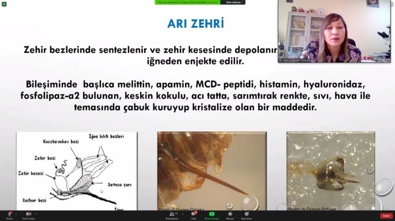 ‘Sağlık İçin Arı Zehri’ Projesi yürütülüyor
