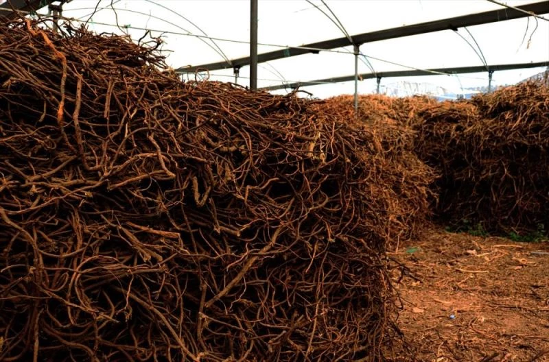 Hataylı girişimci doğadan toplattığı meyan köklerini çay haline getirip yurt dışına satıyor