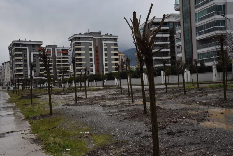 Yunusemre’de yüzbinlerce fidan toprakla buluştu
