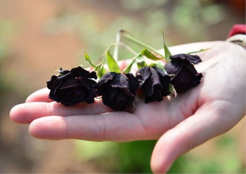 Şanlıurfa’da yetişen ’karagül’ tescillendi
