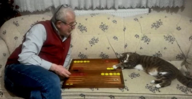 Kedinin tavla merakı
