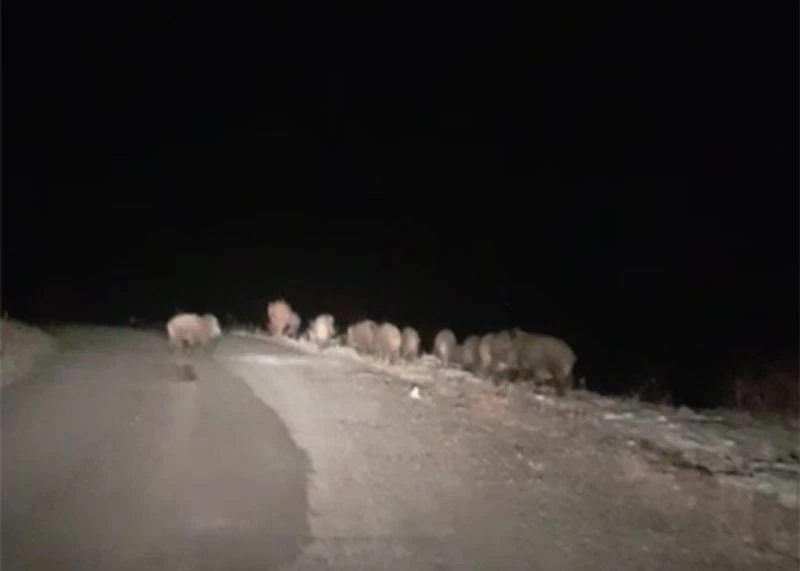 Gece karanlığında karşılarına domuz sürüsü çıktı
