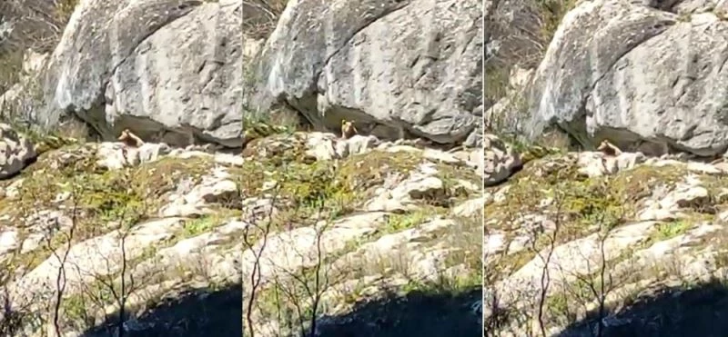 Kış uykusundan uyanan ayı cep telefonu ile görüntülendi
