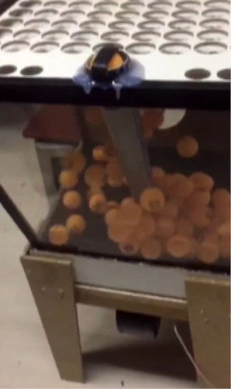 Kumar oynarken basıldılar, saman balyasının arkasına saklandılar
