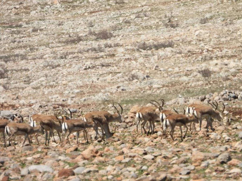 Cudi Dağına bırakılan ceylanlar sıkı şekilde takip ediliyor
