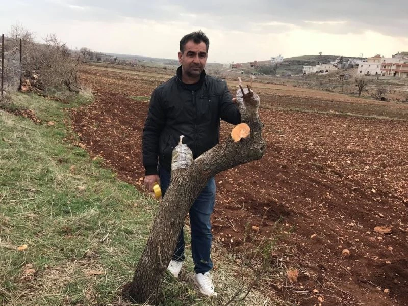Gercüş’te meyve ağaçları aşılanmaya başlandı
