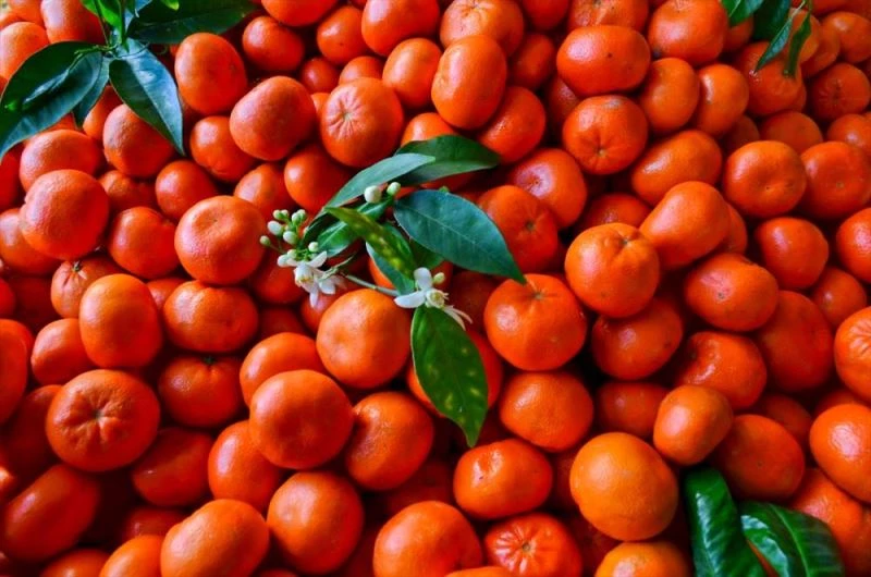 Turunçgilde 5 aylık ihracat yüzde 12 artışla 813 milyon dolar oldu