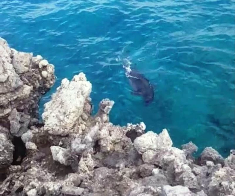 Amatör balıkçılara fok balığı sürprizi
