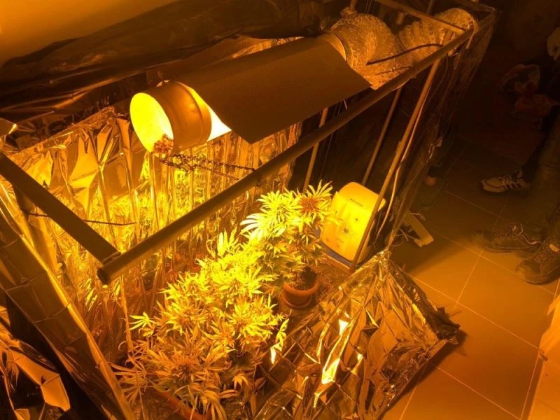 Evde keneviri böyle yetiştirmişler
