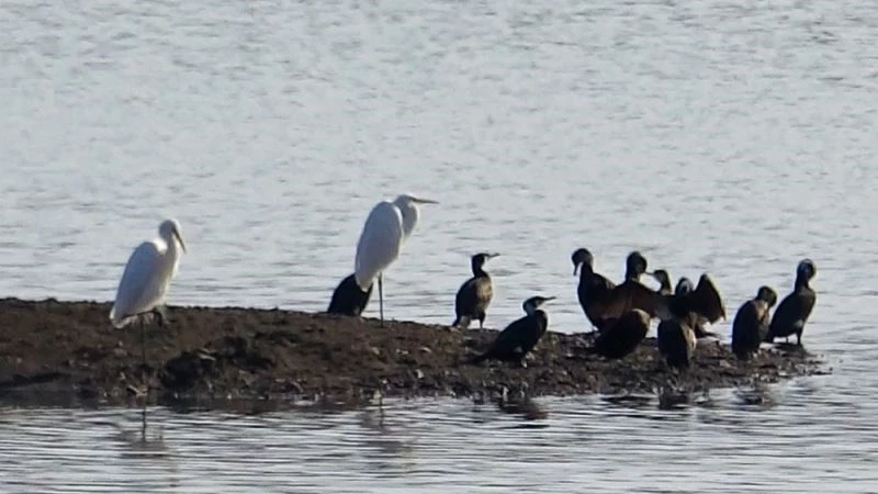 Kuraklık tehlikesindeki gölet kuş cennetine dönüştü
