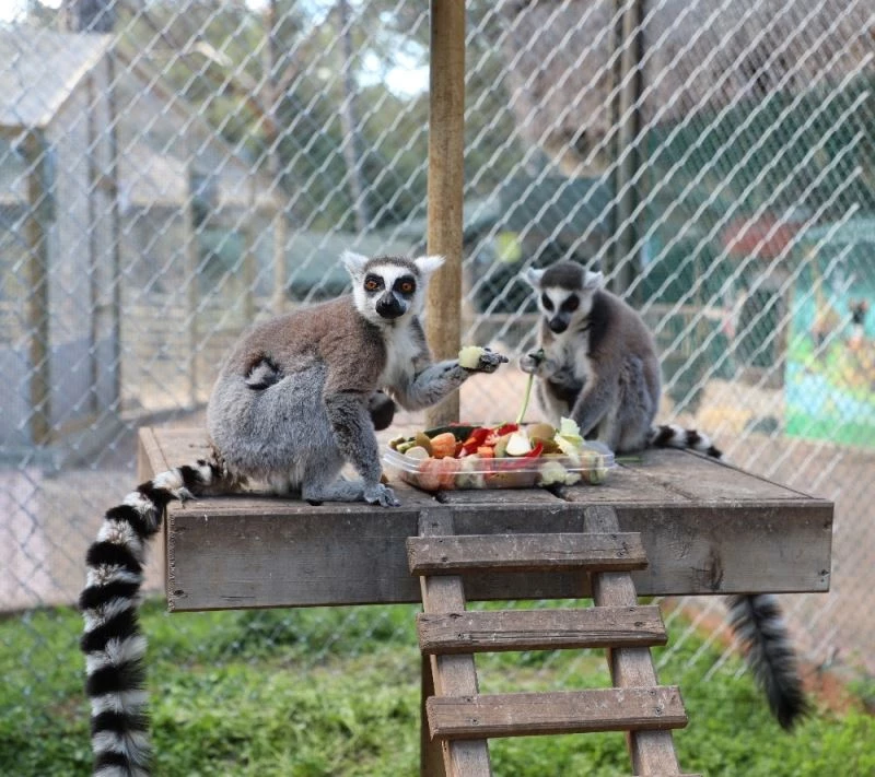 Antalya Hayvanat Bahçesi’nde yeni yavrular
