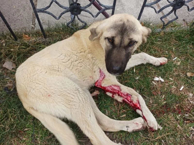 Vicdansız sürücü köpeğe çarptı, arkasına bakmadan kaçtı
