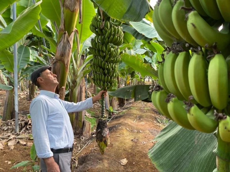 Seradan muzunu 7 TL’ye satan üretici memnun
