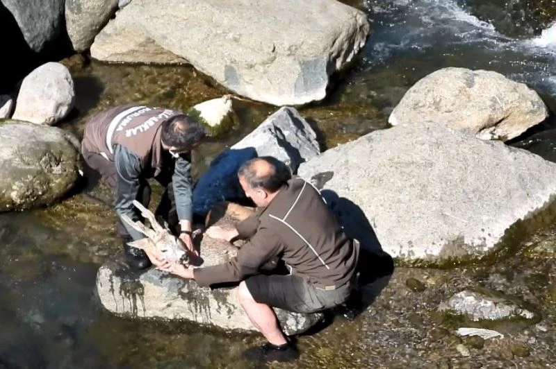 Köpeklerin saldırısı sonucu dereye düşen karacaya buz gibi sudan çıkartarak kalp masajı yaptılar
