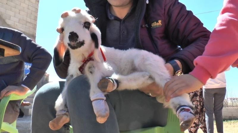 Evde bebek gibi büyütüyorlar
