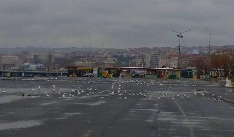 Boş kalan sahil, martılara kaldı
