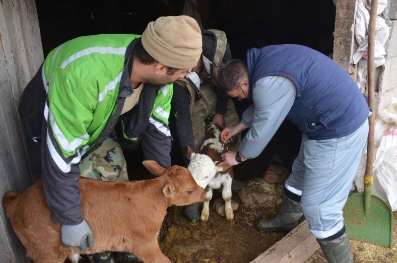 3 bin 818 büyükbaş hayvan aşılandı

