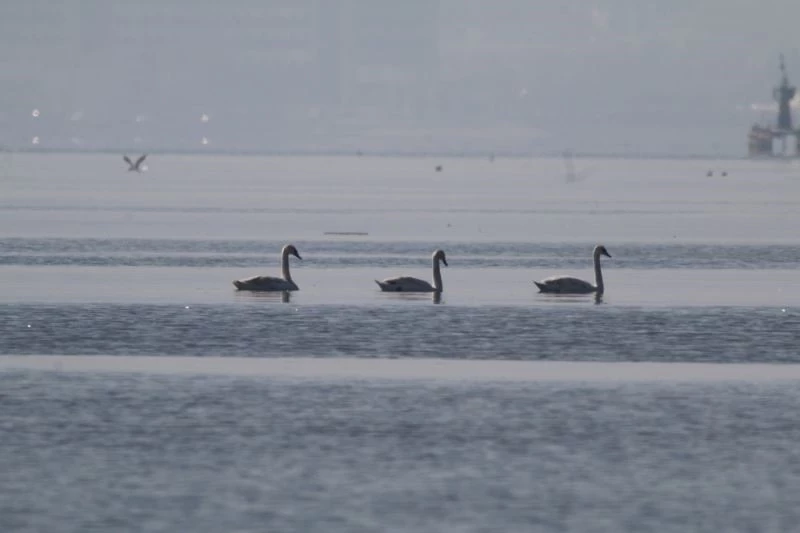 Flamingoların ardından kuğular da İzmit Körfezi’nde
