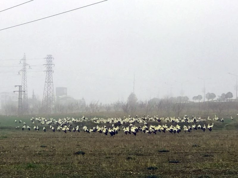 Bilecik’te leyleklerin göçü, sisle birleşince görsel şölen oluştu
