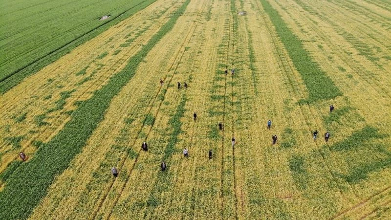 Buğday tarlasına zehir sıkılan çiftçinin bir yıllık emeğini bir gecede sararttılar

