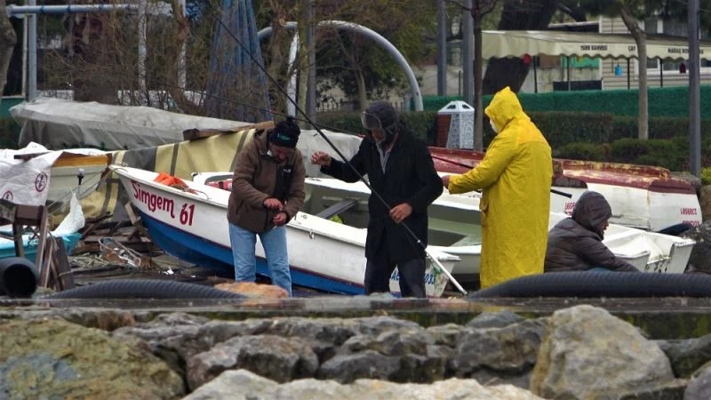 Limanların büyümesi ile av alanları azalan balıkçıklar dertli
