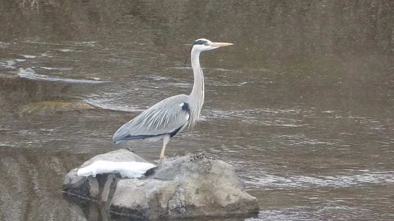 Gri balıkçıl kuşlar Ardahan’da kar sürpriziyle karşılaştı
