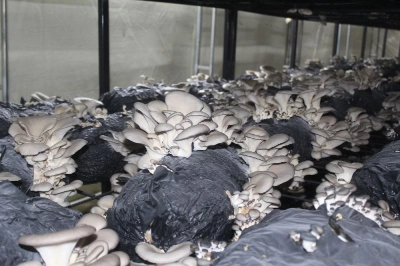 Çarşamba’da istiridye mantarı üretimi artıyor
