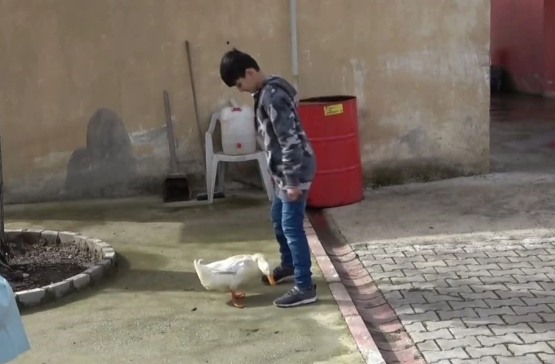 Küçük Yusuf’la ördeğin dostluğu
