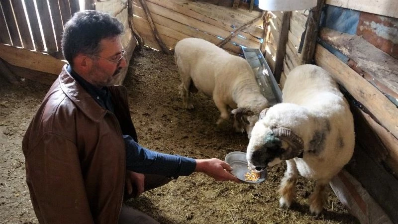 Dev koçlar 90 kiloya ulaştı
