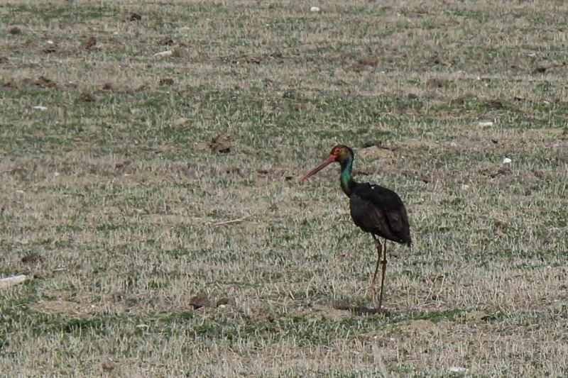 Avrupa’ya göç eden kara leylek Konya’da konakladı
