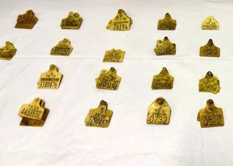 Bayburt’tan Ardahan’a sahte kulak küpeli hayvan sevki yapan 1 kişi yakalandı
