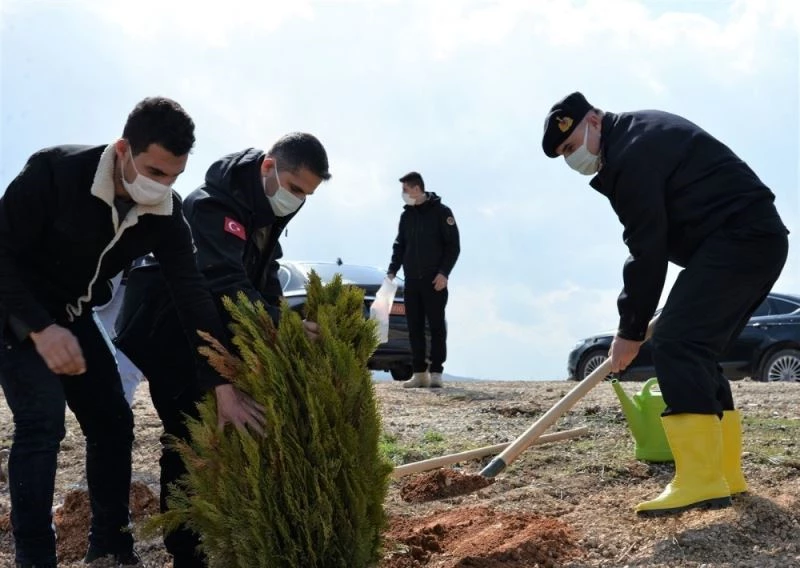 Trafik kazası sonrası yanan ormanlık alana 2 bin karaçam ve sedir fidanı ekildi
