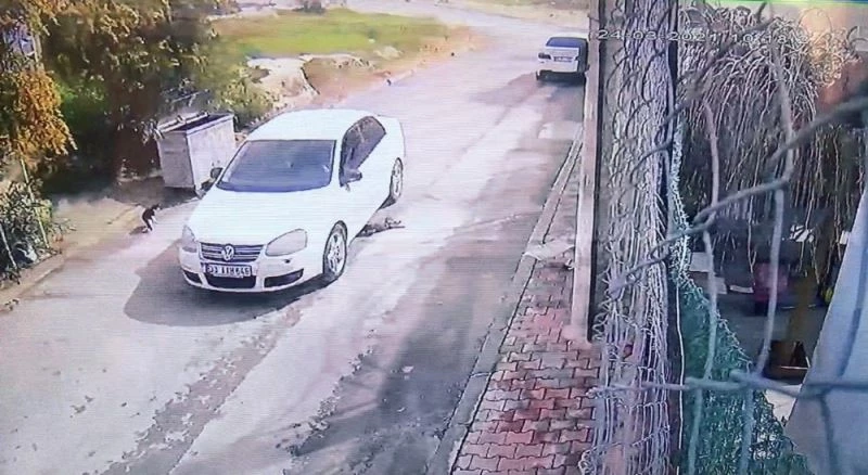 Kediyi ezerek öldürdü, hiçbir şey olmamış gibi yoluna devam etti
