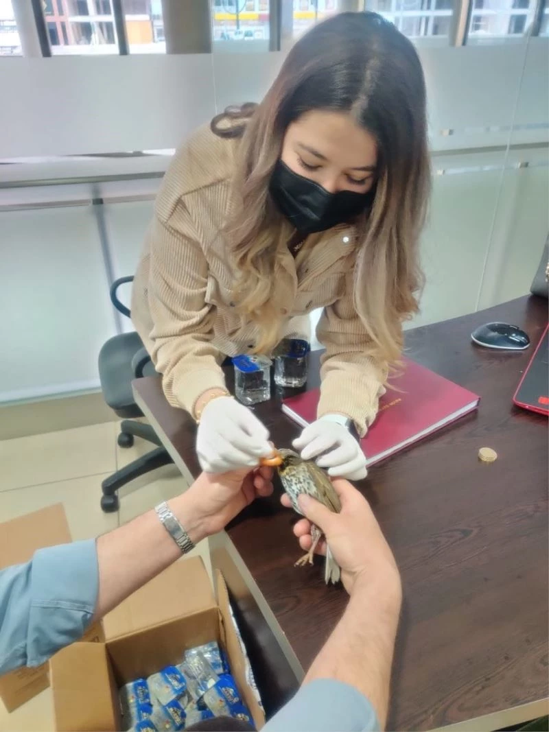 Yaralı sığırcığa ilk müdahale hemşireden
