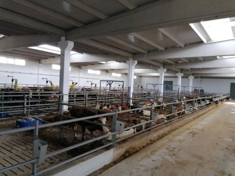 Beydeğirmeni Besi Bölgesi ilk misafirlerini ağırlamaya başladı
