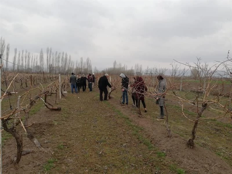 Bağcılık yapan çiftçilere budama eğitimi verildi
