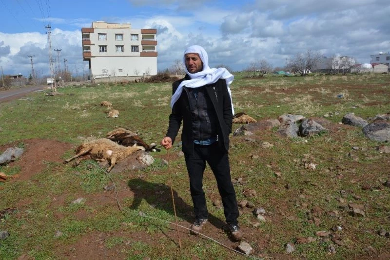 Kopan elektrik teli 11 koyunu telef etti
