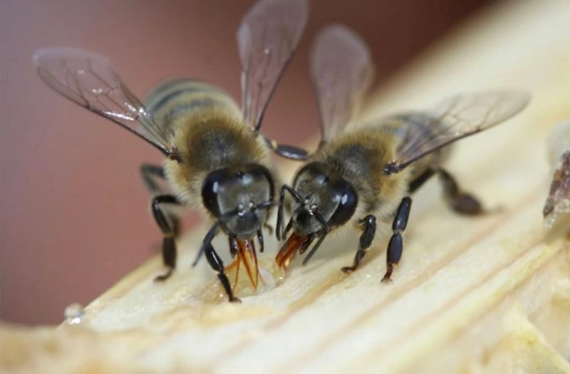 Arıcılıkta Türkiye ve dünyadaki ilkler İzmir’de uygulanıyor
