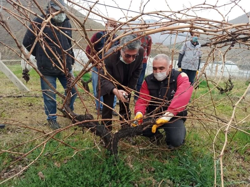 Keban’da çiftçilere, bağ budama eğitimi
