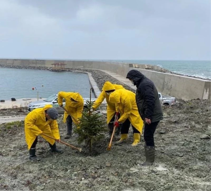 Cide’de fidanlar toprakla buluşturuldu
